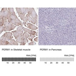 PERM1 Antibody, Novus Biologicals 0.1mL; Unlabeled:Antibodies, Polyclonal